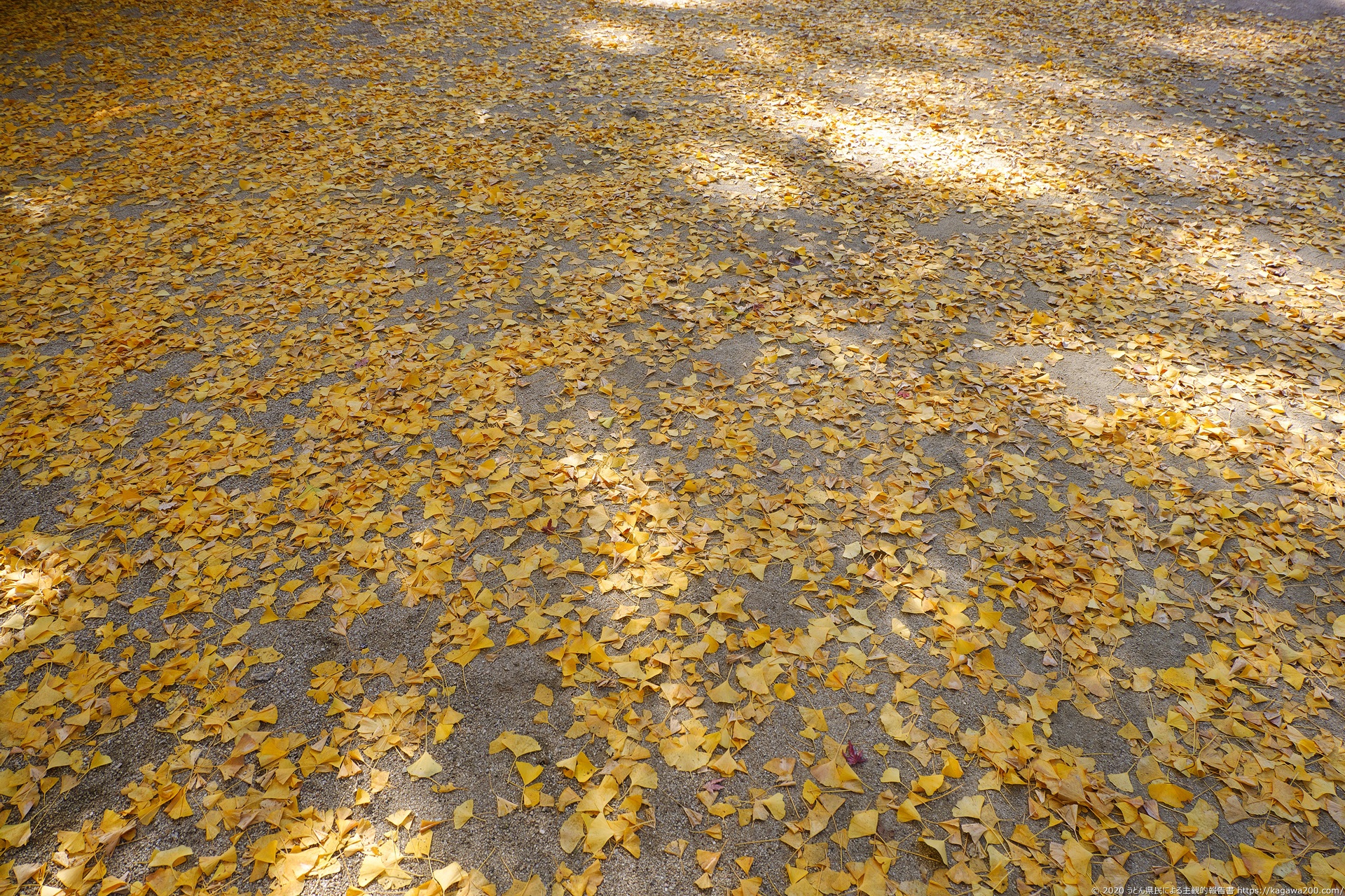 地面にはたくさんのイチョウの落ち葉