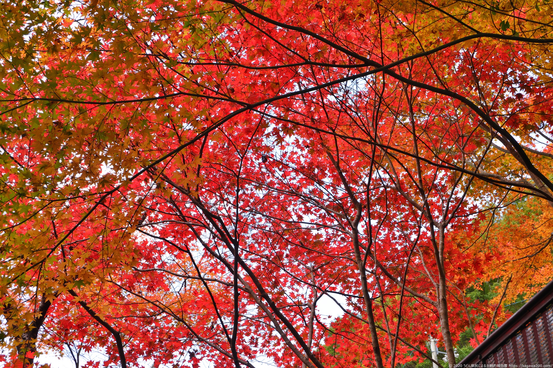 美霞洞渓谷の紅葉