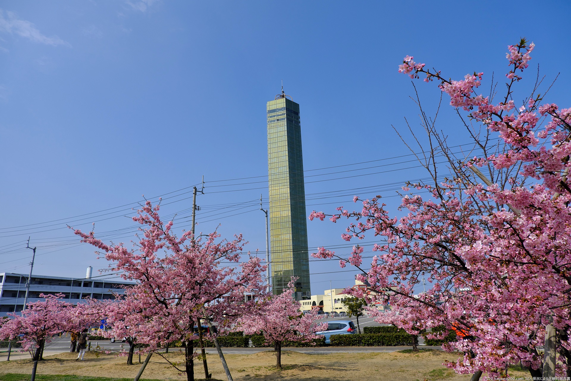 河津桜とゴールドタワー