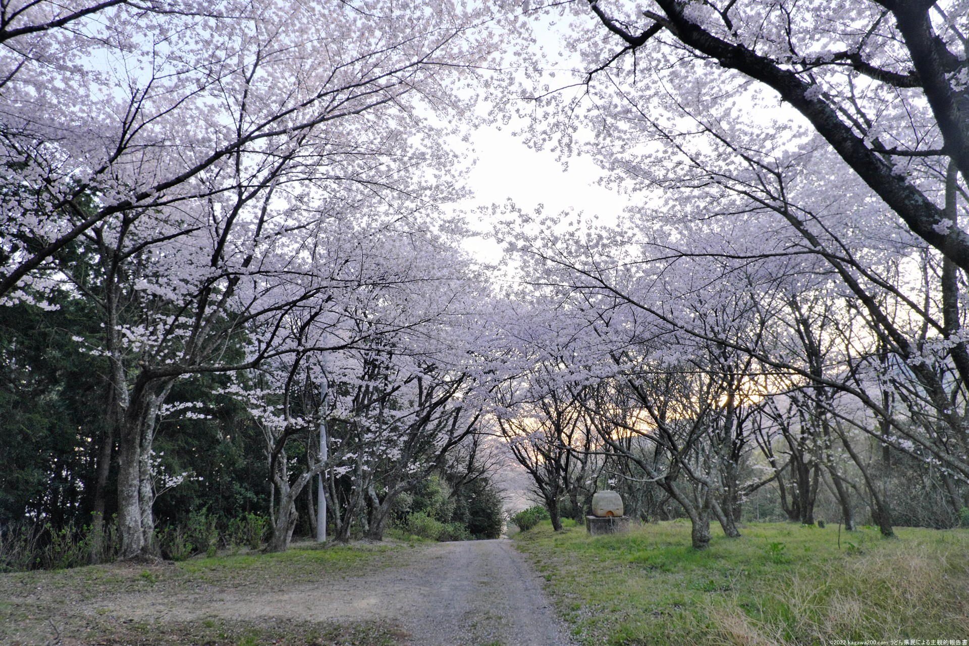 粟井神社から藤目城跡までの通りにある桜