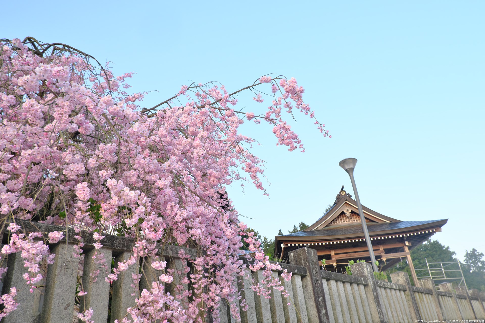 粟井神社前の桜