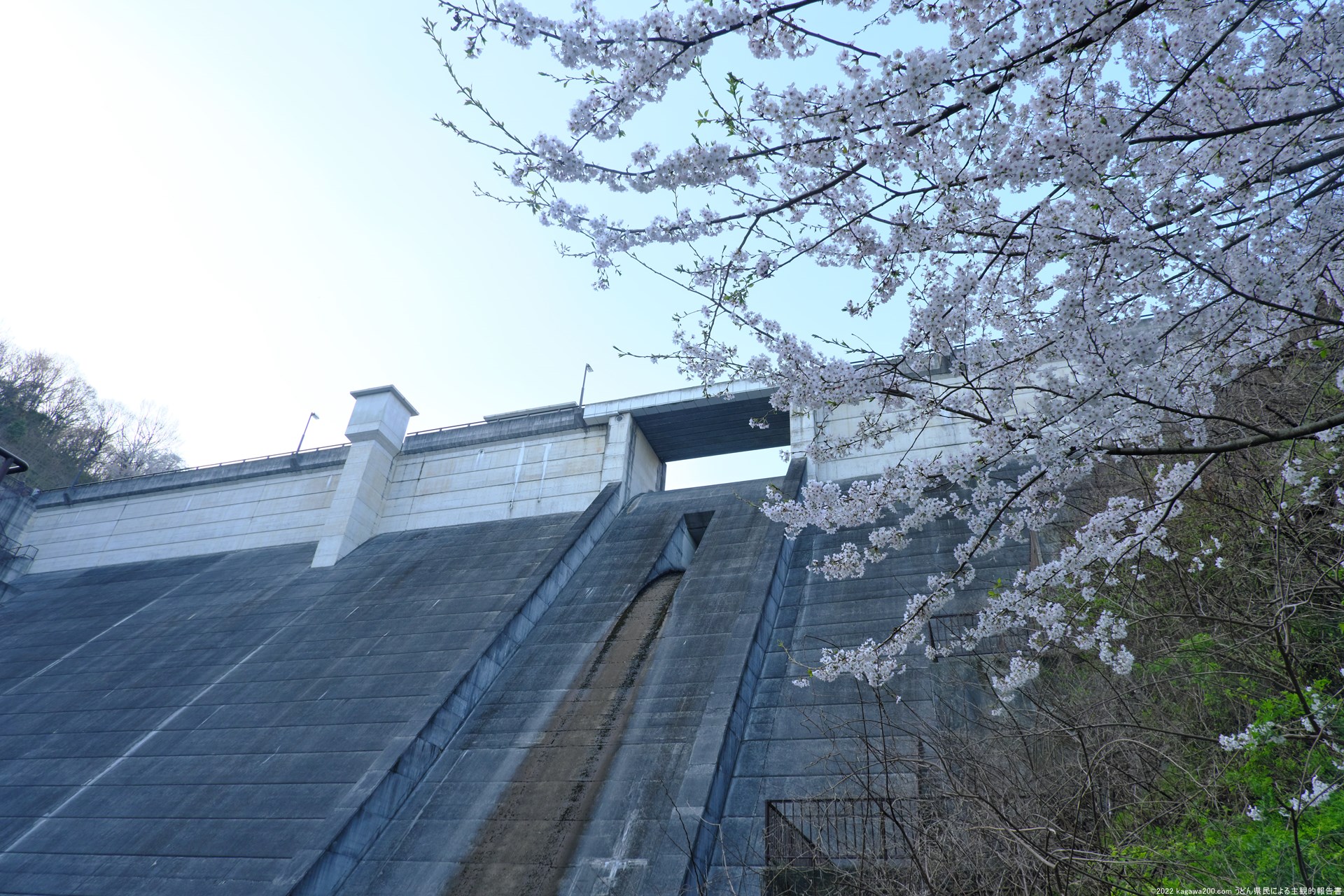 粟井ダムと桜