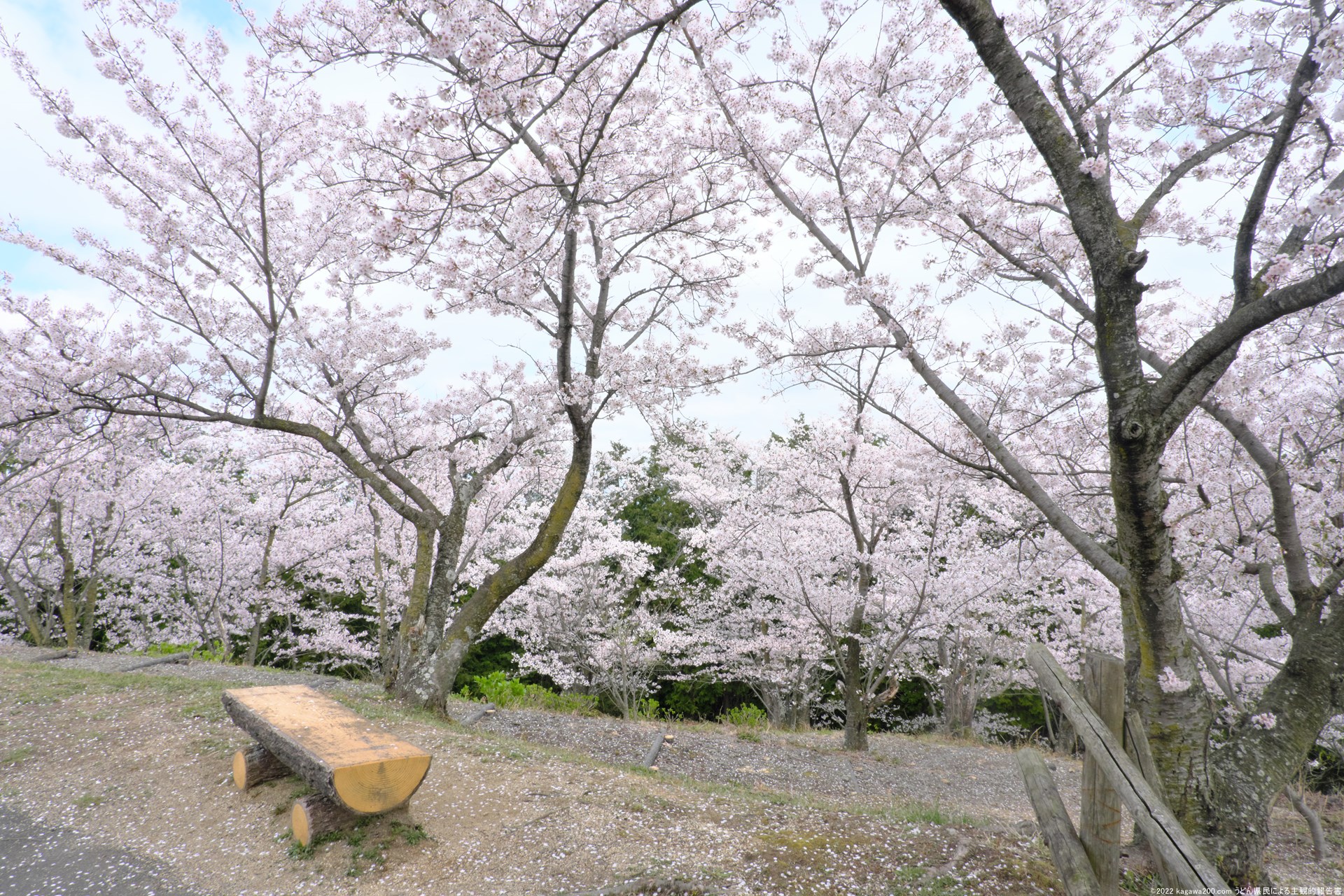 ベンチに座りながら桜を眺める