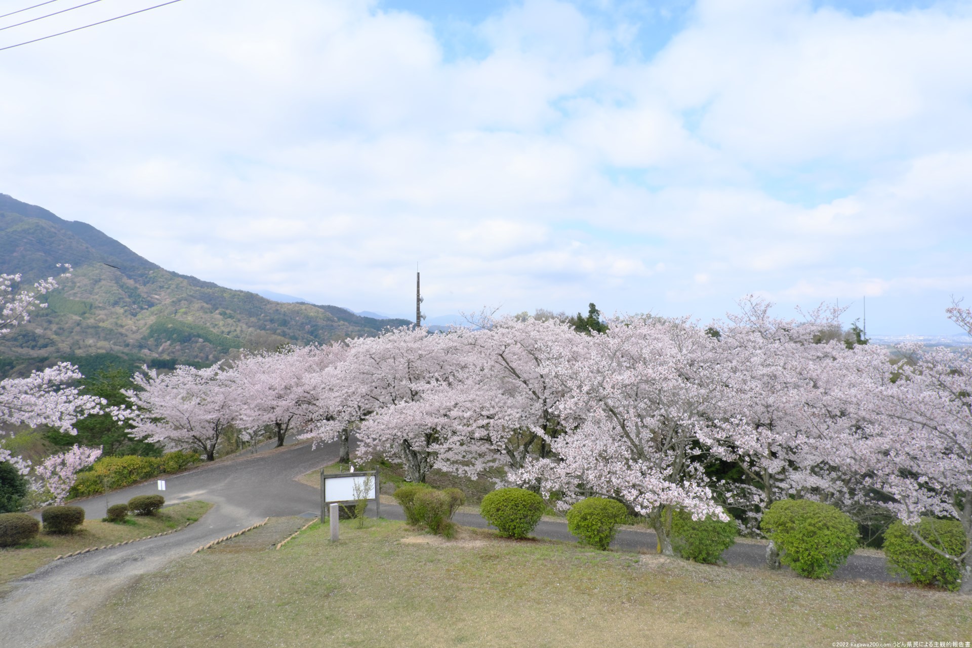 約200本の桜が見られる