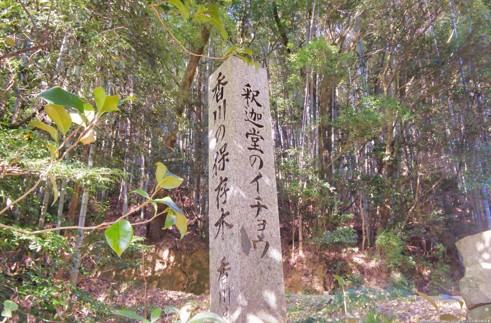 昭和55年に香川の保存木として指定