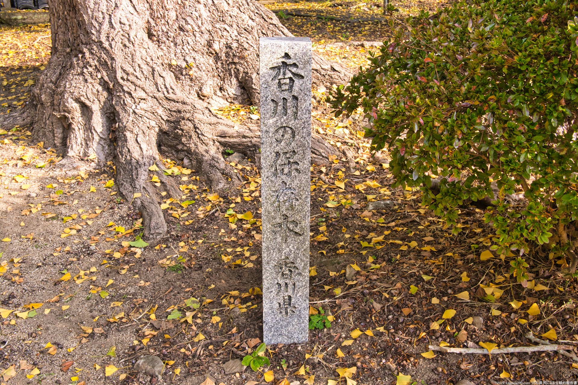 香川の保存木に指定されている